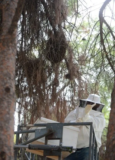 Parka konulan arılar vatandaşları soktu