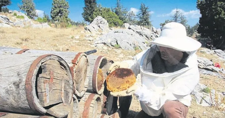 Yörükler 70 yıllık tarihi kara kovanda bal hasadı yapıyor