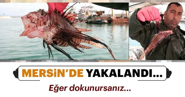Mersin'de yakalandı! Eğer dokunursanız...