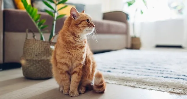 ruyada sari kedi gormek ve isirmasi ne anlama gelir ruyada sari yavru kedi gormek ne demek ruya tabirleri haberleri