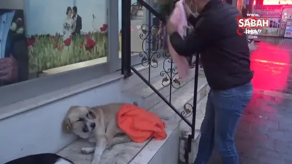 Evden getirdiği şallarla sokakta yatan köpeklerin üzerini örttü | Video