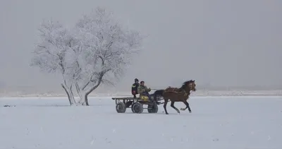 Muş’tan kar manzaraları