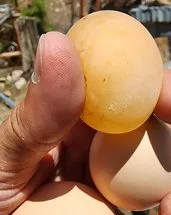 Elazığ’da sıra dışı olay: Bu yumurtayı gören inanamıyor!