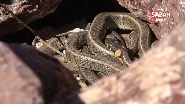 ‘Yılan Pınarı’ bölgesinde ortaya çıkmaya başlayan yılanların görüntüsü, Brezilya’nın Yılan Adası’nı aratmıyor | Video