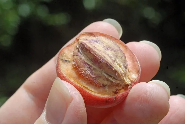 ’Blushwood’ meyvesi kanseri silip süpürüyor