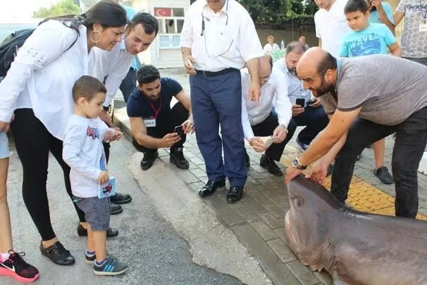Marmara’dan 2 köpek balığı çıktı