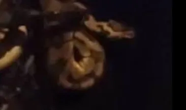 Fethiye’de mahalleyi piton yılanı korkusu sardı