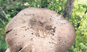 Ormandan topladığı mantar sonu oldu