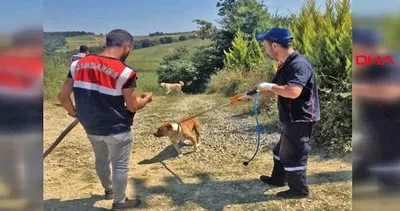 Kocaeli’de pitbull ve kangal köpekleriyle korunan çiftliğe baskında şoke eden görüntüler | Video