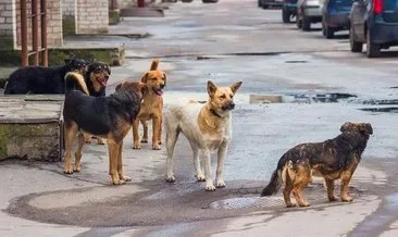 Kampüs önünde köpek dehşeti #istanbul