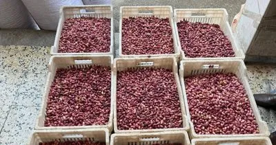 Şanlıurfa’da fıstık hasadı sıcaklara rağmen sürüyor: Kilo Fiyatı 600 TL’yi gördü #sanliurfa