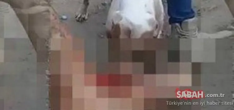 Son dakika haberi: O ülkede tecavüzcüye verilen ceza kan dondurdu! Pitbull köpeğe…