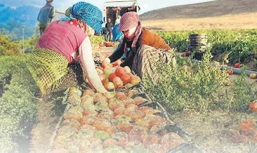 Tarlada ekim nöbeti