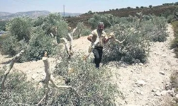 İşgalci Yahudilerden zeytin hasadı yapan Filistinlilere saldırı