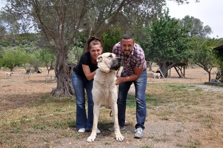 İstanbul’dan kaçıp köpek çiftliği kurdular!