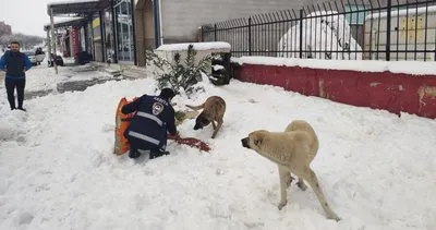 Eyyübiye Belediyesi İyilik Merkezi sokak hayvanlarına yardım ediyor