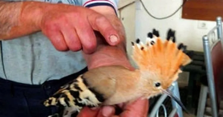 Yaralı ibibik kuşu, koruma altına alındı