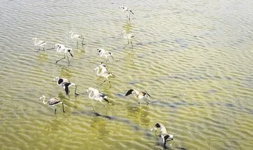 Bozkır Kartalı ve Toy kuşlarının tercihi Tuz Gölü