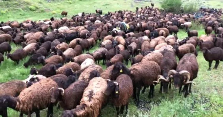 Çobanlar koyun sürüsüyle doluya tutuldu