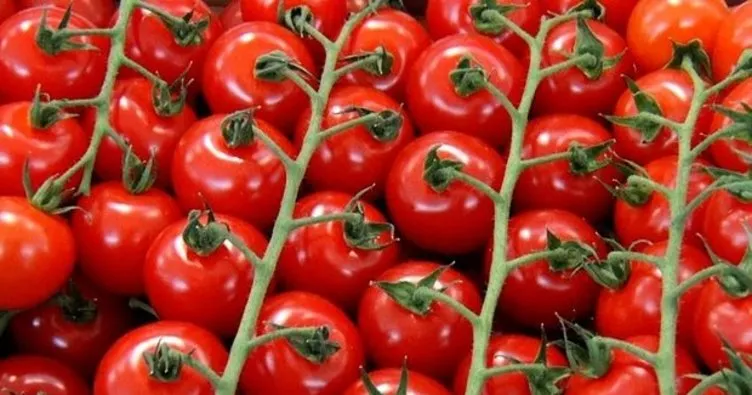 Erzurum’da artık kışın da domates üretilecek