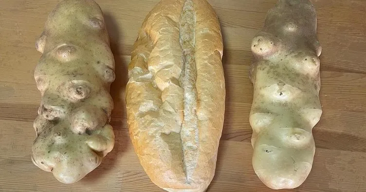 Ekmek büyüklüğünde patates görenleri şaşırtıyor