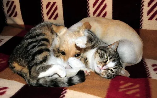 Kedi ile köpeğin dostluğu
