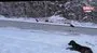 Köpekleri bayıltıp ölüme terk ettiler | Video