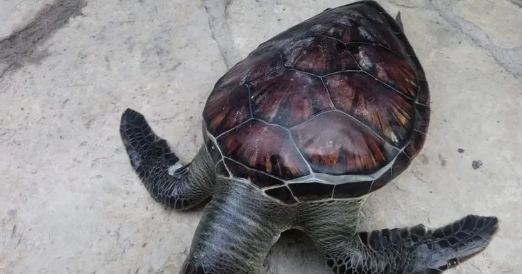 Kuşadası sahiline ölmüş bir yeşil kaplumbağa vurdu