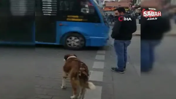 İstanbul'da köpekten insanlara ibretlik  trafik dersi
