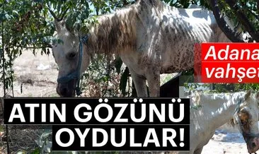 Adana’da atın gözünü oydular!