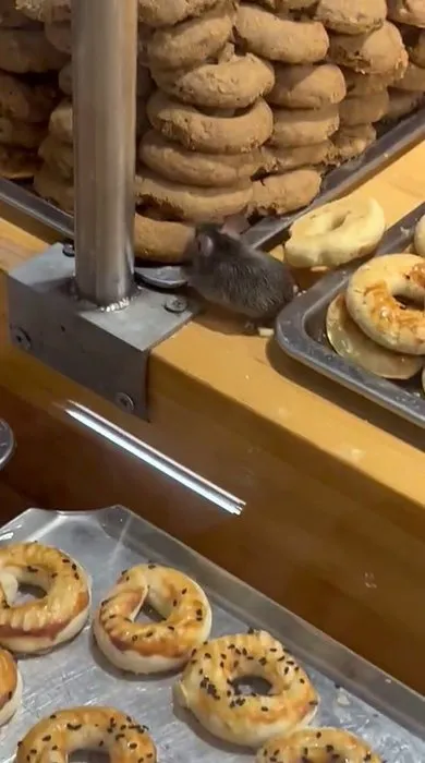 İstanbul’da ünlü zincir markette skandal görüntü: Fare kurabiyeleri böyle yedi!
