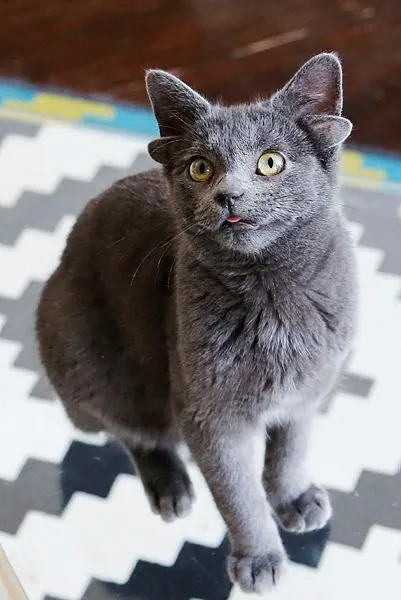 Dört kulaklı kedi "Midas"ın sosyal medya hesabı büyük ilgi görüyor - Son  Dakika Yaşam Haberleri