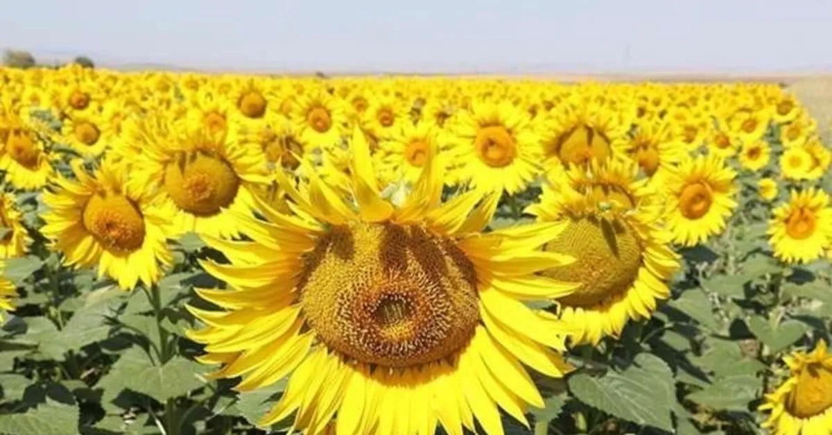 trakya birlik aycicegi on alim