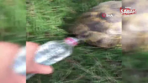 Sıcaktan bunalan kaplumbağaya pet şişeden böyle su içirdi