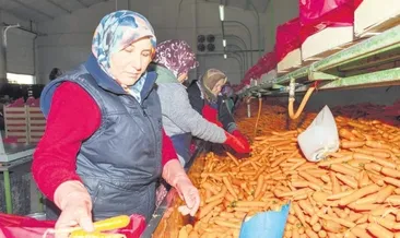 Okullara havuç suyu