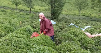 Rize’li çay üreticileri hava açınca 4.sürgün için çay bahçesine girdi #rize