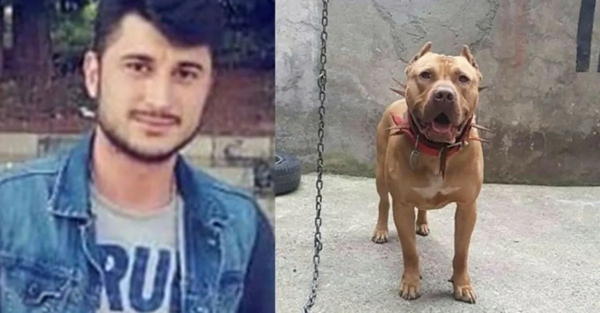Oguzhan Dogan Denizde Pitbull Saldirina Ugrayarak Can Vermisti Kopegin Sahibi Konustu Son Dakika Yasam Haberleri Oguzhan Dogan Denizde Pitbull Saldirina Ugrayarak Can Vermisti Kopegin Sahibi Konustu Son Dakika Yasam Haberleri