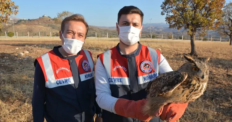 Jandarmanın bulduğu puhu kuşu tedavi altına alındı