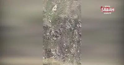 Elazığ’da kurt sürüsü görüntülendi | Video