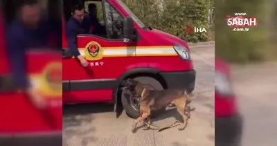 Çinli arama kurtarma köpeği emekli olan ekip arkadaşından ayrılamadı | Video