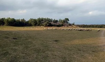 Temel atılan yerde koyunlar otluyor #adana