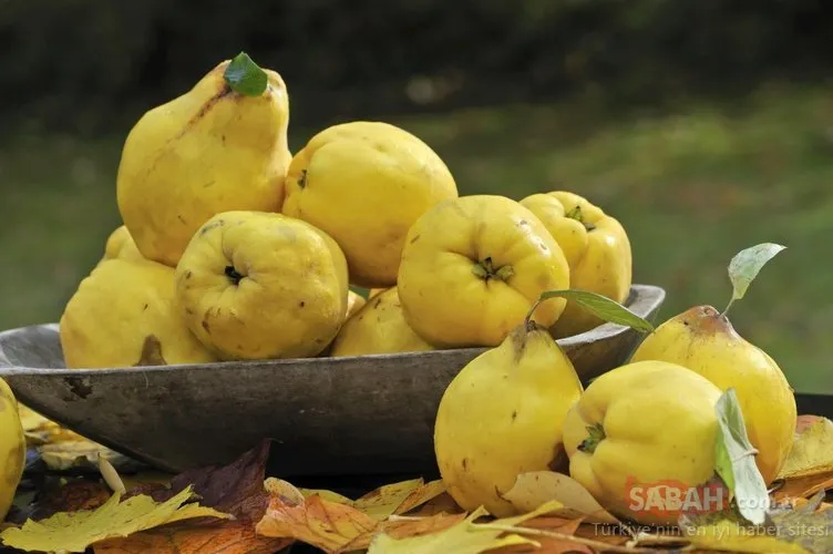 Kabuğundan yaprağına herşeyi faydalı... İşte süper meyve ayvayı tüketmeniz için 10 önemli neden!