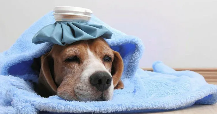 Rüyada köpek görmek anlamı: Köpek beslemek, yavrusu, havlaması görmek