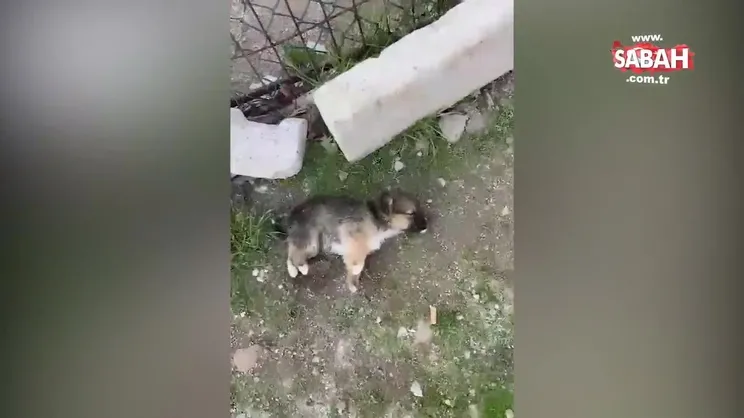 CHP'li başkanın mama yalanı! “30 ton mama aldıysan faturasını göster” | Video