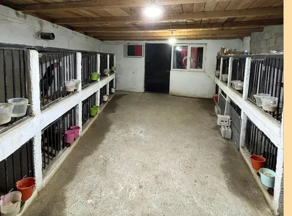artvinde-horoz-dovusturenlere-500-bin-tl-ceza-1780304162144.jpg