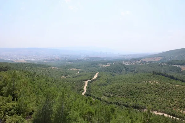 izmirde-yaralar-sariliyor-milyonlarca-fidan-toprakla-bulustu-1783412642858.jpg