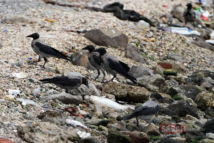 İzmir Körfezi’ndeki kötü koku ve balık ölümleri bitmiyor: Denizin rengi kahverengiye döndü