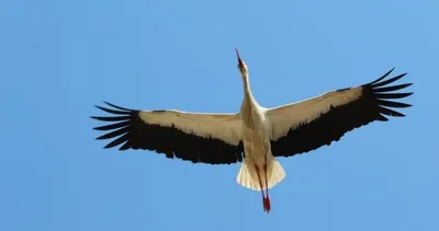 Kış gelmedi leylekler geldi