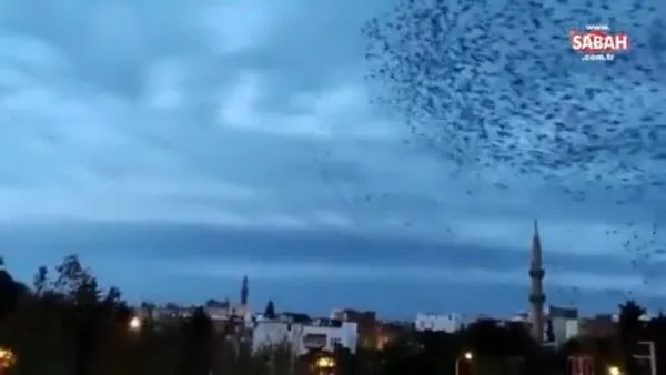 Şanlıurfa'da kuşların gökyüzünde dansı | Video