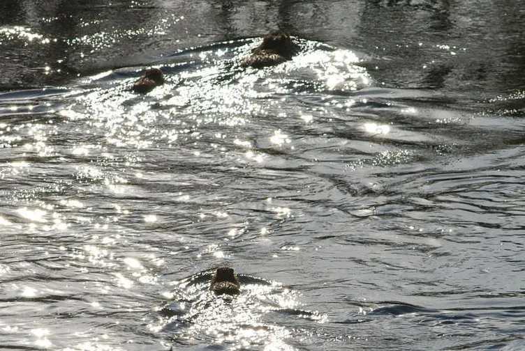 Karasu Nehri’nde su maymunları görüntülendi